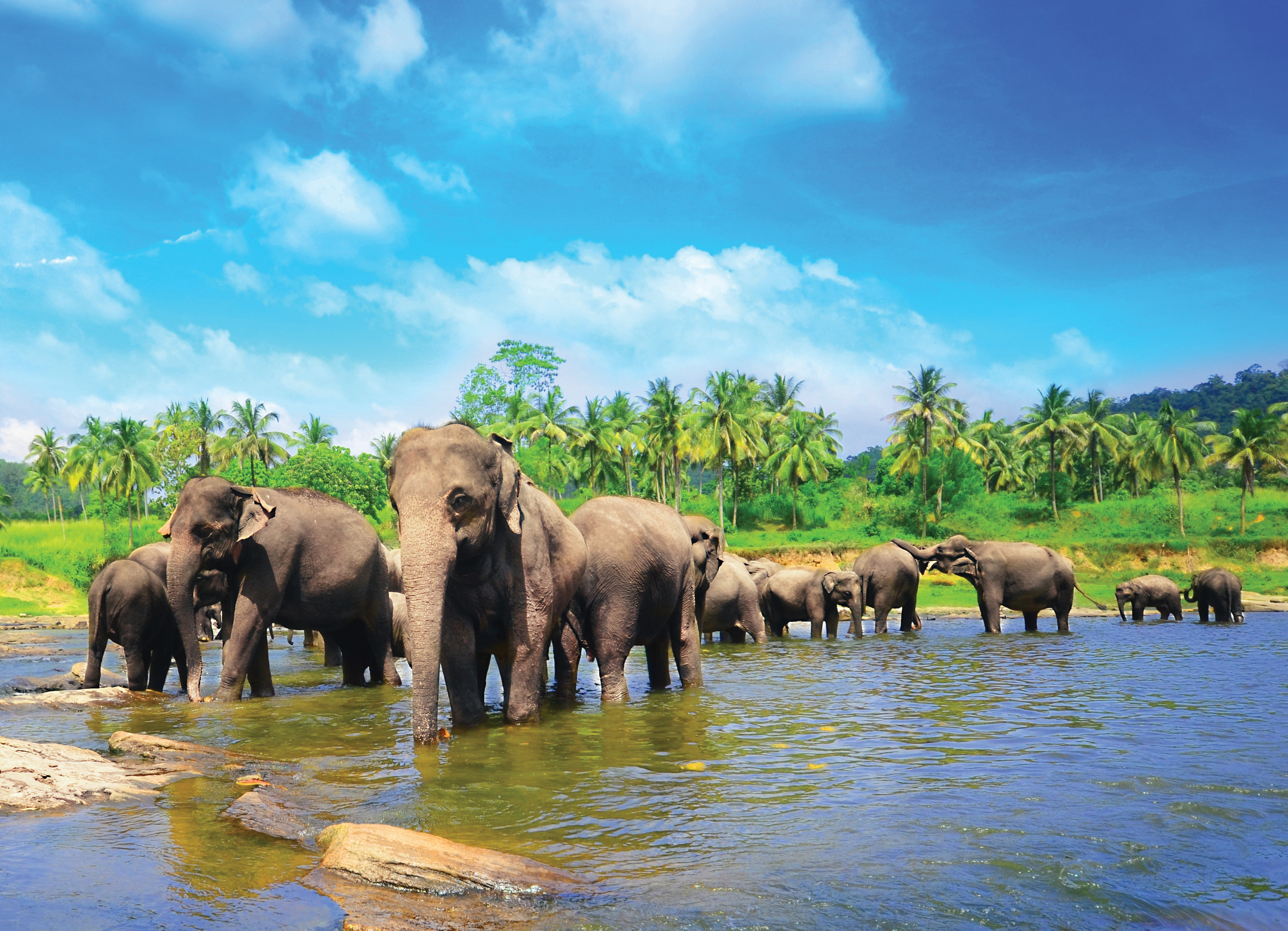 The Scenic Sri Lanka